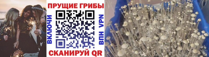 Галлюциногенные грибы GOLDEN TEACHER  где можно купить наркотик  Шадринск 